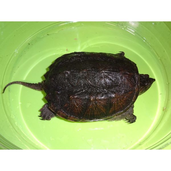 Florida Snapping Turtle For Sale | In Stock Now - Exotic Pet Reptiles For Sale