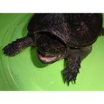 Florida Snapping Turtle For Sale | In Stock Now - Exotic Pet Reptiles For Sale