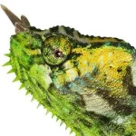Four Horned Chameleon - Image 3
