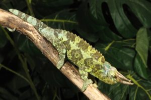 Four Horned Chameleon For Sale