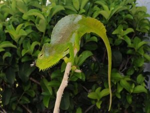Four Horned Chameleon For Sale