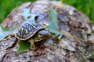 Ornate Box Turtle For Sale | In Stock Now - Exotic Pet Reptiles For Sale