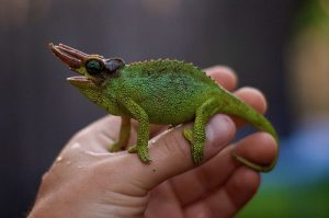 Giant Fischers Chameleon - Image 3