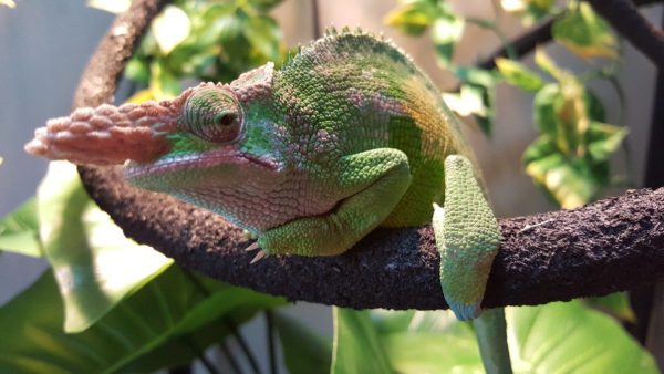 Giant Fischers Chameleon for sale