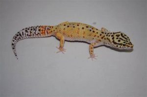 Giant Leopard Gecko For Sale