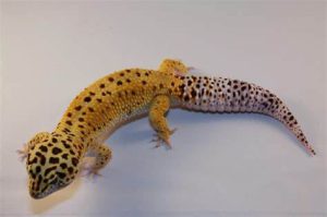 Giant Leopard Gecko For Sale