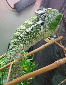 Giant Spiny Chameleon for Sale
