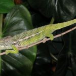 Giant Spiny Chameleon for Sale