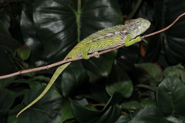 Giant Spiny Chameleon for Sale