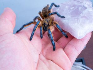 Golden Blue Leg Baboon Tarantula For Sale - Image 3