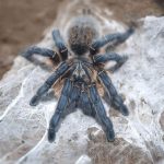 Golden Blue Leg Baboon Tarantula For Sale