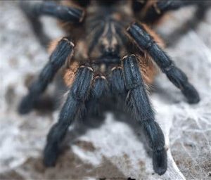 Golden Blue Leg Baboon Tarantula For Sale