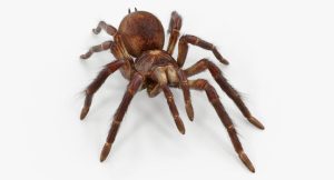 Goliath Bird Eating Tarantula For Sale