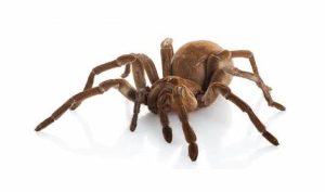 Goliath Bird Eating Tarantula For Sale
