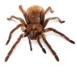 Goliath Bird Eating Tarantula For Sale