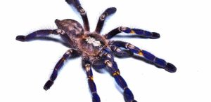 Gooty Sapphire Tarantula For Sale