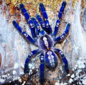 Gooty Sapphire Tarantula For Sale