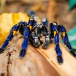 Gooty Sapphire Tarantula For Sale