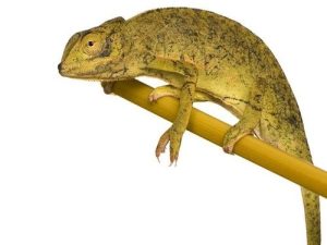 Graceful Chameleon For Sale