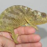 Graceful Chameleon For Sale