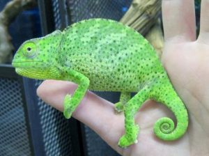 Graceful Chameleon For Sale