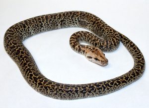 Granite Burmese Python - Image 4