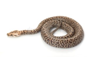 Granite Burmese Python - Image 3