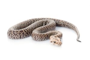 Granite Burmese Python For Sale