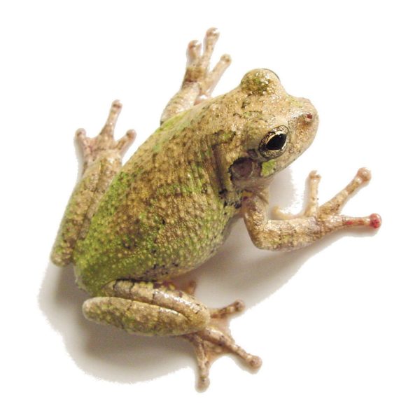Gray Tree Frog For Sale