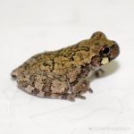 Gray Tree Frog For Sale