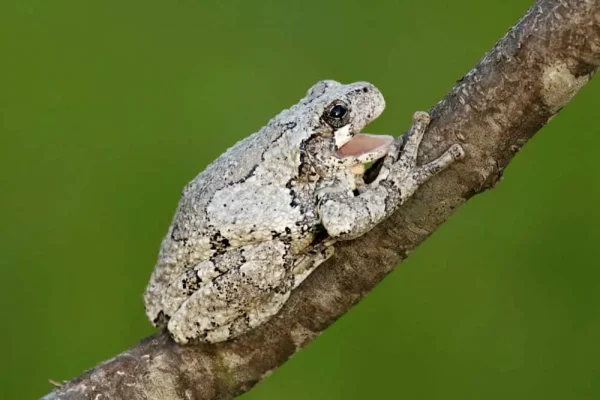 Gray Tree Frog For Sale