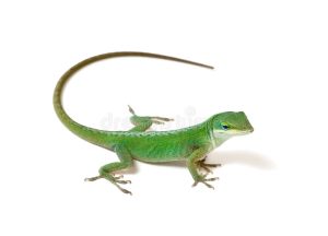 Green Anole - Image 3