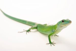 Green Anole For Sale