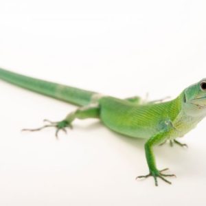 Green Anole For Sale