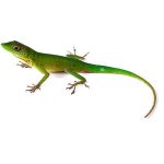 Green Anole For Sale