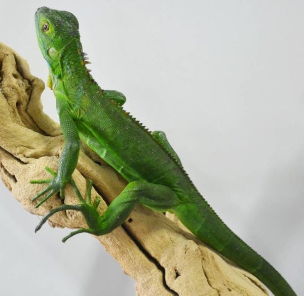Green Iguana For Sale