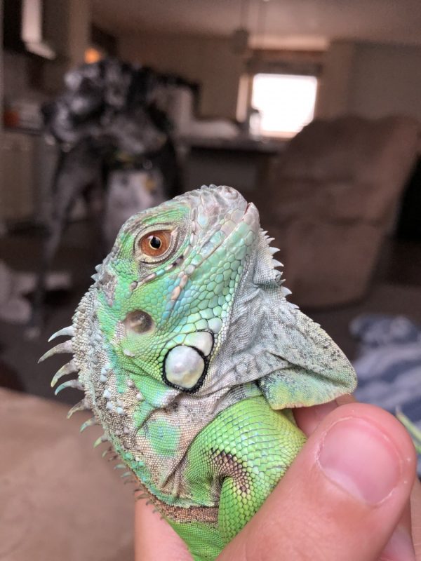 Green Iguana For Sale