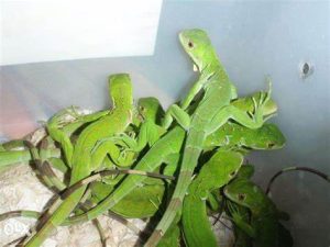 Green Iguana For Sale
