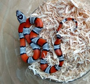 Grey Banded Kingsnake For Sale