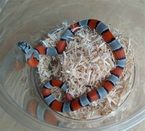 Grey Banded Kingsnake For Sale