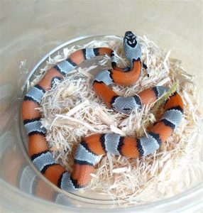 Grey Banded Kingsnake For Sale