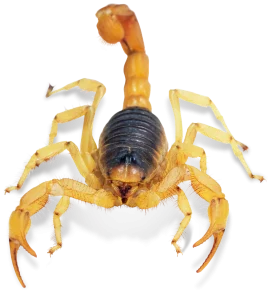 Hairy Desert Scorpion For Sale