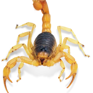 Hairy Desert Scorpion For Sale