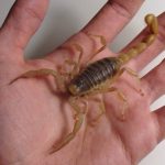 Hairy Desert Scorpion For Sale