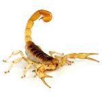 Hairy Desert Scorpion For Sale