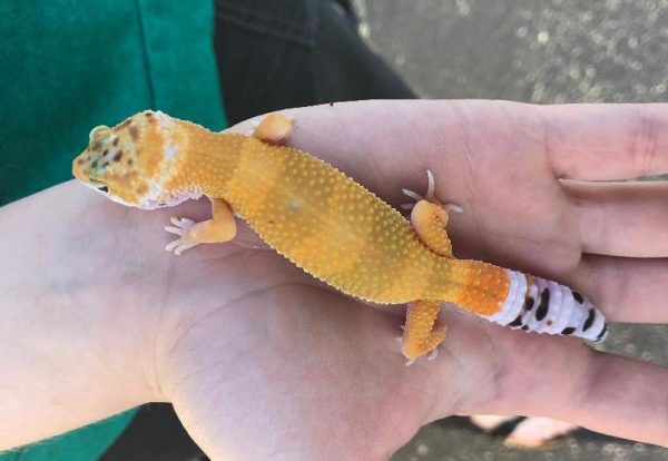 High Color Leopard Gecko for Sale