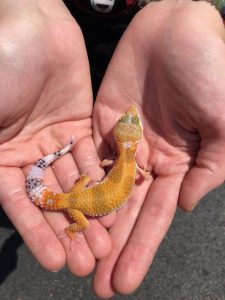 High Color Leopard Gecko for Sale