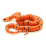 Honduran Milk Snake For Sale