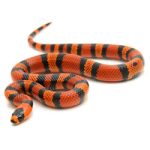 Honduran Milk Snake For Sale