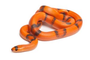 Honduran Milk Snake For Sale